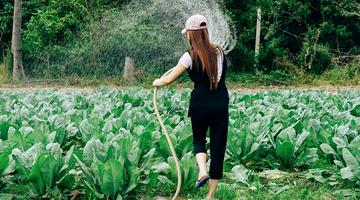 Woman watering crops